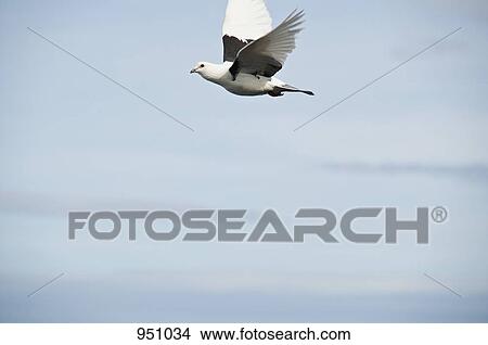 A bird flying in the sky, close-up View Large Photo Image Picture - A bird flying in the sky, close-up. Fotosearch