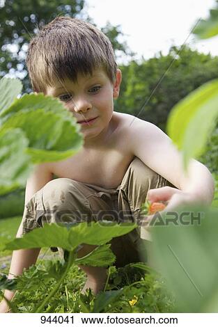 A boy picking a strawberry in a garden View Large Photo Image Stock Image - A boy picking a strawberry in a garden. Fotosearch