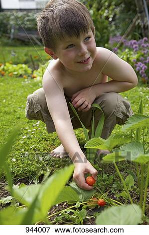 A boy picking a strawberry in a garden View Large Photo Image Stock Photo - A boy picking a strawberry in a garden. Fotosearch