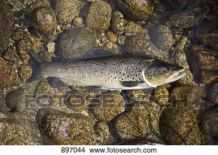 A dead trout fish on the ground View Large Photo Image Picture - A dead trout fish on the ground. Fotosearch