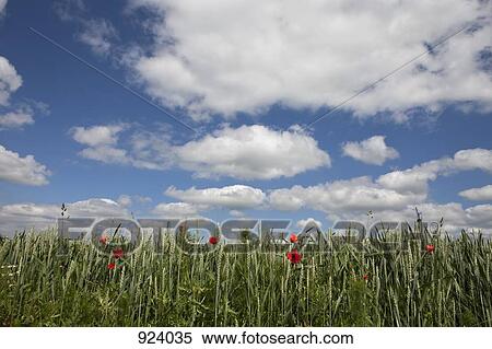 Stock Photography - A field of wild poppies. Fotosearch
