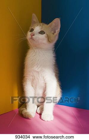 Picture - A kitten looking up. Fotosearch