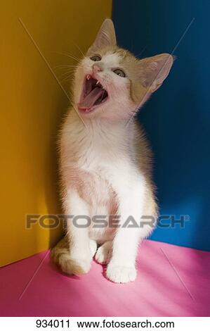A kitten yawning View Large Photo Image Stock Image - A kitten yawning. Fotosearch