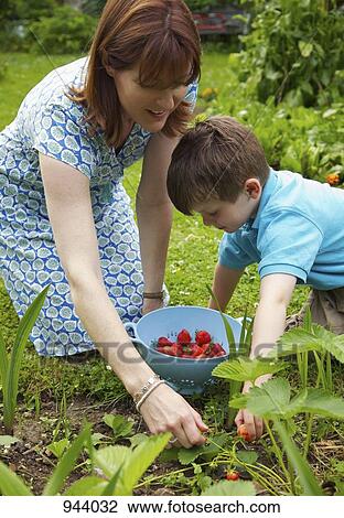 A mother and son picking strawberries together View Large Photo Image Stock Image - A mother and son picking strawberries together. Fotosearch