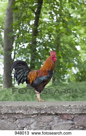 A rooster standing on a stone wall View Large Photo Image Stock Image - A rooster standing on a stone wall. Fotosearch