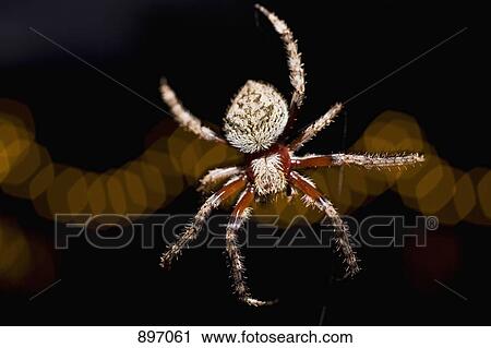 Stock Image - A spider at night. Fotosearch