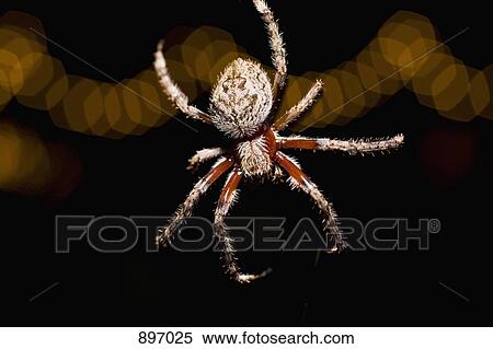 A spider at night View Large Photo Image Stock Photography - A spider at night. Fotosearch