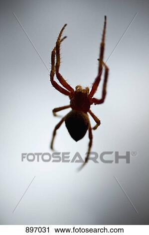Stock Image - A spider hanging. Fotosearch