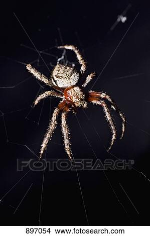 A spider in a web at night View Large Photo Image Picture - A spider in a web at night. Fotosearch