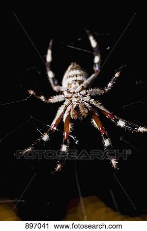 A spider in a web at night View Large Photo Image Stock Image - A spider in a web at night. Fotosearch