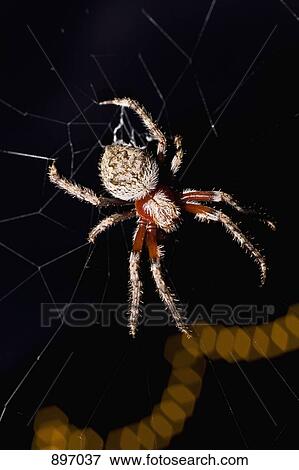A spider in a web at night View Large Photo Image Stock Photo - A spider in a web at night. Fotosearch