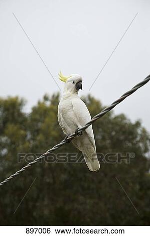 A Sulfur-Crested Cockatoo perching on a wire View Large Photo Image Stock Photograph - A Sulfur-Crested Cockatoo perching on a wire. Fotosearch