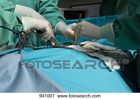 A surgery team operating on a patient in an operating room, focus on hands View Large Photo Image Stock Image - A surgery team operating on a patient in an operating room, focus on hands. Fotosearch