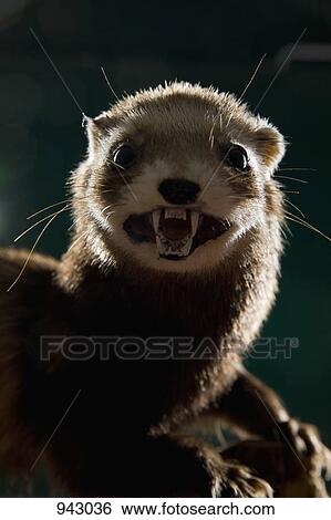 Stock Photograph - A taxidermic ferret. Fotosearch