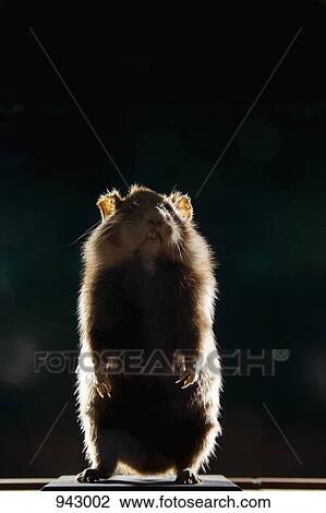 A taxidermic hamster View Large Photo Image Stock Image - A taxidermic hamster. Fotosearch