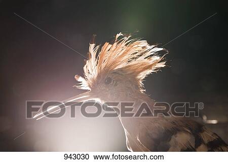 A taxidermic Hoopoe bird, Upupa epops View Large Photo Image Stock Image - A taxidermic Hoopoe bird, Upupa epops. Fotosearch