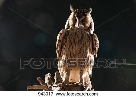 A taxidermic owl View Large Photo Image Stock Photo - A taxidermic owl. Fotosearch