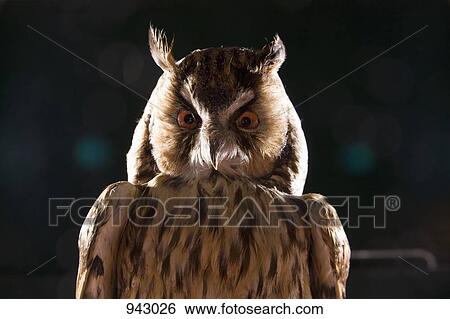 Stock Photograph - A taxidermic owl. Fotosearch