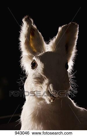 A taxidermic rabbit View Large Photo Image Stock Photograph - A taxidermic rabbit. Fotosearch