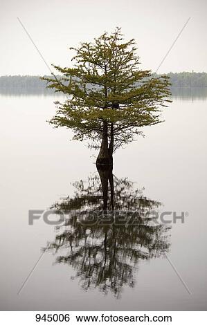 A tree and its reflection in a lake View Large Photo Image Stock Photograph - A tree and its reflection in a lake. Fotosearch