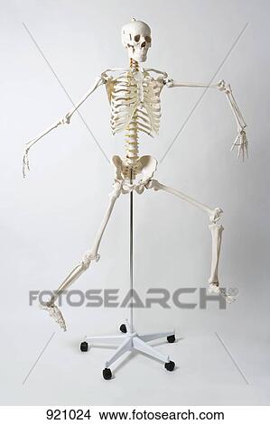 An anatomical skeleton model running and jumping View Large Photo Image Picture - An anatomical skeleton model running and jumping. Fotosearch