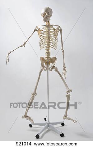 An anatomical skeleton model walking and gesturing View Large Photo Image Picture - An anatomical skeleton model walking and gesturing. Fotosearch
