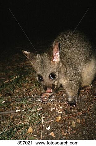 An Australian brushtail possum on the ground at night, Melbourne, Victoria, Australia View Large Photo Image Stock Image - An Australian brushtail possum on the ground at night, Melbourne, Victoria, Australia. Fotosearch