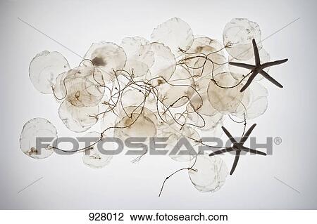 Capiz shells and starfish tied together with string View Large Photo Image Stock Image - Capiz shells and starfish tied together with string. Fotosearch