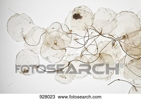 Capiz shells tied together with string View Large Photo Image Stock Image - Capiz shells tied together with string. Fotosearch