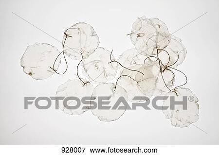 Stock Photo - Capiz shells tied together with string. Fotosearch