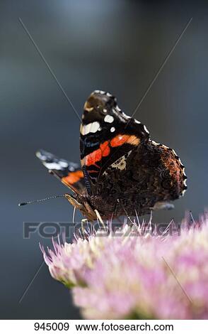 Close-up of a butterfly perching on a flower View Large Photo Image Stock Photo - Close-up of a butterfly perching on a flower. Fotosearch