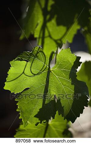 Detail of a leaf on a grape vine View Large Photo Image Stock Photo - Detail of a leaf on a grape vine. Fotosearch