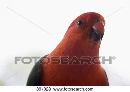 Stock Photo - Detail of a red parakeet. Fotosearch