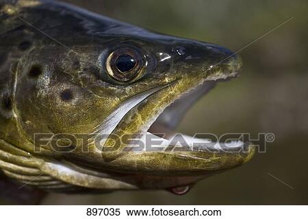 Detail of a trout fish View Large Photo Image Stock Photography - Detail of a trout fish. Fotosearch