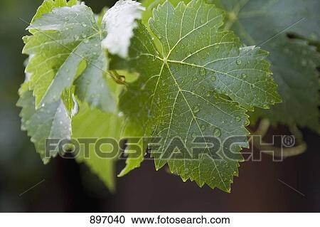 Stock Image - Detail of a water drops on vine leaves. Fotosearch