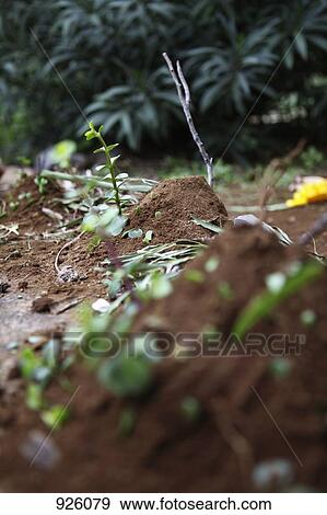 Stock Photo - Detail of an anthill. Fotosearch