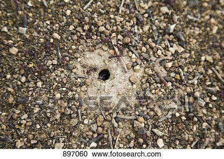Detail of ants around a nest View Large Photo Image Stock Image - Detail of ants around a nest. Fotosearch