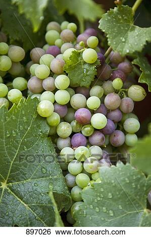 Detail of grapes on a vine View Large Photo Image Stock Photograph - Detail of grapes on a vine. Fotosearch