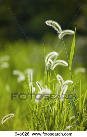Detail of grass View Large Photo Image Stock Photograph - Detail of grass. Fotosearch