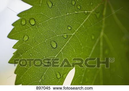Detail of water drops on a vine leaf View Large Photo Image Stock Photography - Detail of water drops on a vine leaf. Fotosearch