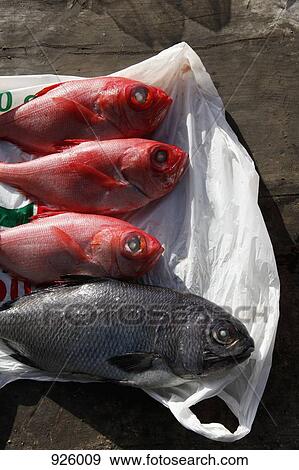 Four raw fish on a plastic bag View Large Photo Image Stock Photo - Four raw fish on a plastic bag. Fotosearch
