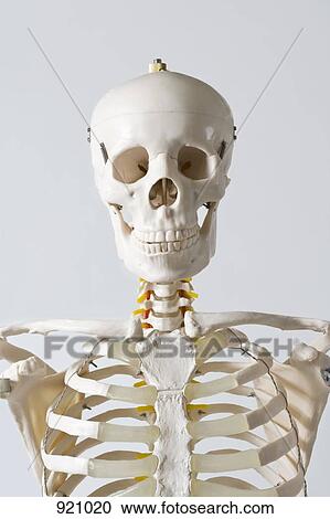 Head and shoulders of an anatomical skeleton model View Large Photo Image Stock Image - Head and shoulders of an anatomical skeleton model. Fotosearch
