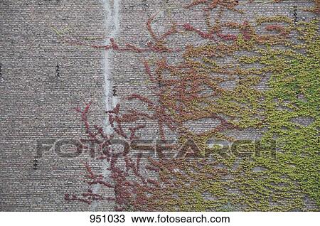 Stock Image - Ivy on a brick wall. Fotosearch