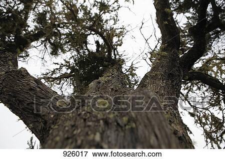 Low angle view of a tree View Large Photo Image Stock Photo - Low angle view of a tree. Fotosearch