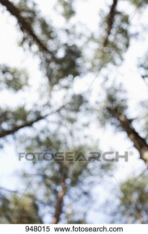 Stock Photography - Low angle view of trees, defocused. Fotosearch