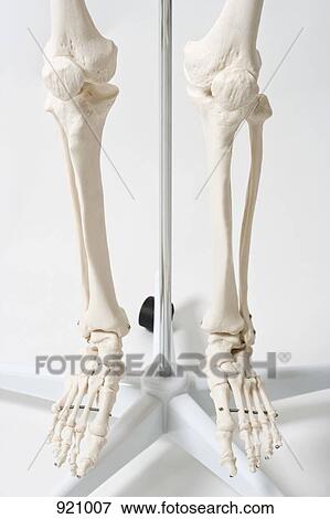Low section of a hanging anatomical skeleton model View Large Photo Image Stock Photo - Low section of a hanging anatomical skeleton model. Fotosearch