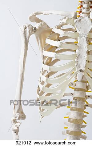 Midsection of an anatomical skeleton model View Large Photo Image Stock Image - Midsection of an anatomical skeleton model. Fotosearch