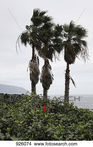 Palm trees by the sea View Large Photo Image Picture - Palm trees by the sea. Fotosearch