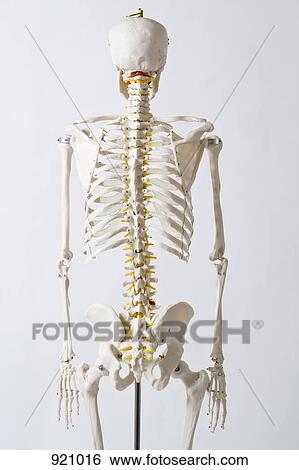 Stock Photograph - Rear view of an anatomical skeleton model. Fotosearch