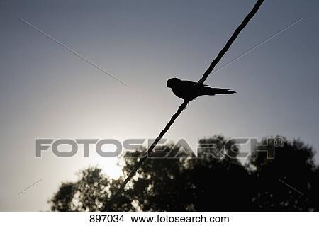 Silhouette of a bird on a wire View Large Photo Image Picture - Silhouette of a bird on a wire. Fotosearch